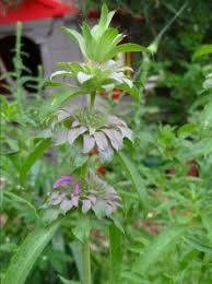 Image result for Leonotis myrothamnifolia