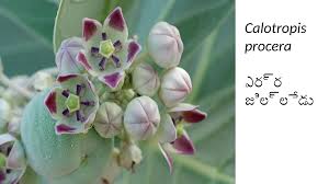 Image result for Asclepias adscendens