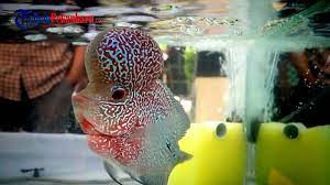 Namun, bagaimana jika kamu mengalami mimpi menangkap ikan yang tidak bersisik, seperti ikan lele? Hati Hati Jika Anda Dapat Ikan Tak Bersisik Begini Arti Dalam Tafsir Mimpi Tribun Pekanbaru