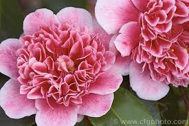 Camellia Ballet Queen Variegated A Variegated Flower Sport Of Ballet Queen A Camellia Saluenensis X Camellia Japonica Camellia Ballet Queen Variegated