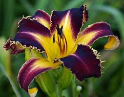 Daylily culture daylilies like large amounts of organic matter in the soil. The Lily Auction 1 Daylily Marketplace On The Internet Day Lilies Daylily Garden Beautiful Flowers