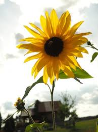 These products use extensive research and science to rejuvenate and protect your skin. Sunflower Blur Images Free Vectors Stock Photos Psd