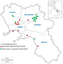 Based in new market, tn. Insects Free Full Text Morphological And Molecular Characterization Of Lema Bilineata Germar A New Alien Invasive Leaf Beetle For Europe With Notes On The Related Species Lema Daturaphila Kogan Amp Goeden