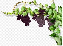 Sam carman meets up with district forester janet eger to learn how to control grapevines in your forest. Common Grape Vine Wine Png 800x600px Grape Common Grape Vine Computer Numerical Control Flower Flowerpot Download