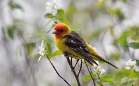 What is the name of a small yellow bird? Western Tanager Audubon Field Guide