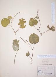 Image result for Peperomia fernandopoiana