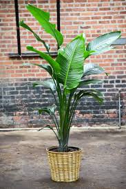 Bird Of Paradise Plant For Sale Home Depot Travelers Palm Bird Of Paradise Big Leaf Indoor Plant Big Leaf Plants Birds Of Paradise Plant