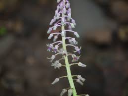 Image result for Ledebouria revoluta