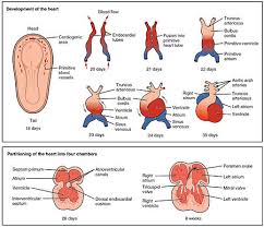 Fish have 2 chambers, one atrium and one ventricle. Heart Wikipedia