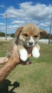 Pembroke welsh corgi litter of puppies for sale near california, oakland, usa. Pembroke Welsh Corgi Puppy For Sale In Ramona Ca Adn 66248 On Puppyfinder Com Gender Female Age 5 Wee Pembroke Welsh Corgi Puppies Corgi Facts Corgi Puppy