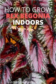 How To Grow Rex Begonia Indoors Grow Beautiful Begonias In Your Home This Begonia Rex Care Guide Will Tell You E Begonia House Plant Care House Plants Indoor