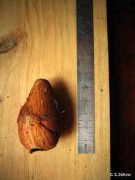 Image result for Magnistipula