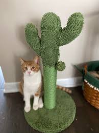 The most common cactus cat tree material is ceramic. Decided My Cat Needed A Cactus Too Cactus