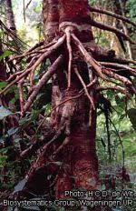 Image result for Symphonia globulifera