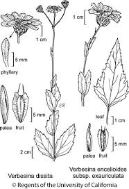 Image result for Verbesina encelioides