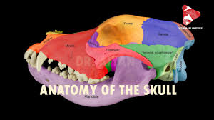 Finally i explained the skull anatomy in my series about the head anatomy. Anatomy Of The Canine Skull Youtube