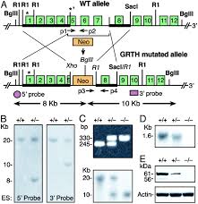 Istoric rate de schimb pentru 1 leu moldovenesc. Gonadotropin Regulated Testicular Rna Helicase Grth Ddx25 Is Essential For Spermatid Development And Completion Of Spermatogenesis Pnas