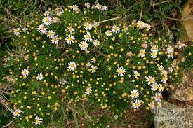 Image result for Felicia filifolia