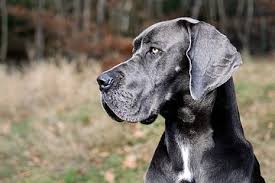 Dibawah adalah tafsir mimpi anjing di buku mimpi 2d anjing bergambar. Cenderung Pendiam Dan Tenang Jenis Anjing Ini Terbilang Jarang Menggonggong Semua Halaman Kids