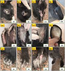 Image result for scabies rabbits ears