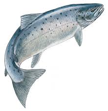 Image result for fisk laks tegning