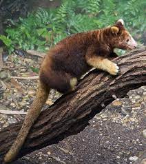 20 animals that are likely to become extinct before you die weird animals bizarre animals unusual animals
