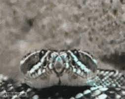 Ever Saw A Snake Yawning You Re Welcome Snake Snakes Funny Yawning