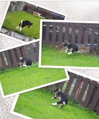 Binky Kaninchen Kaninchengehege Meerschweinchen