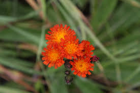 Image result for Emilia caespitosa