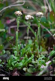 Image result for Porphyrostemma