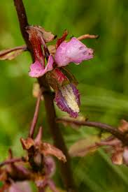 Image result for Eulophia tricristata