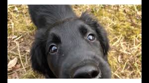 Donations can be made in honor of or in memory of a particular dog or person and will be listed in the fcrsa newsletter. Flat Coated Retriever Puppy Growing Up Youtube