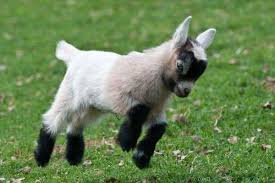 Check spelling or type a new query. Ultimate Guide To Keeping Pygmy Goats As Pets