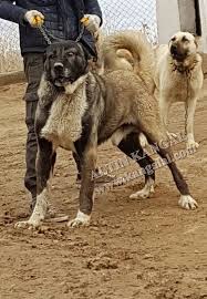 Damizlik Kangal Erkekleri