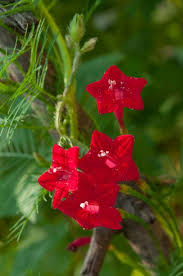 On the plant index menu there are indexes for english and scientific names, plus all presented species ordered after families. 20 Best Flowering Vines Best Wall Climbing Vines To Plant