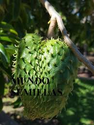 Image result for Annona muricata