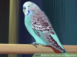 How To Take Care Of A Parakeet Parakeet Parakeet Care Fancy Parakeet