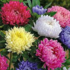 Australian Seed Aster Tall China Mix Wonderful Flowers Aster Flower Beautiful Flowers Pictures