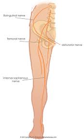 Military Disability Ratings For Nerves Of The Low Back And Legs