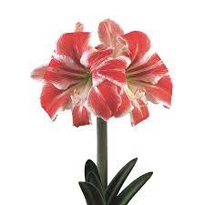 Carnival Hadeco Bulbs Amaryllis Amaryllis Flowers Parts Of A Flower