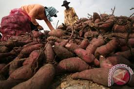 Cara mengolah ubi madu agar menghasilkan madu dari ubi nya dan yang manis seperti madu. Mi Pangsit Ubi Cilembu Kuliner Baru Khas Lampung Antara News
