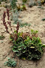 Image result for Basellaceae