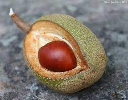 The name was translated from the native words for the eye of a buck or male deer because of their resemblance to the eye of a deer. Yellow Buckeye Mountain Lake Biological Station U Va