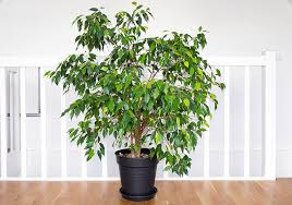 Image result for Ficus
