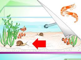 New tank disease affects aquarium fish when the water ammonia level goes down. How To Tell If Your Fish Is Sick With Pictures Wikihow