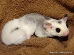 Vanessa Is A Lovely White Face Blonde Mosaic Who May Even Be A Piebald Click Through For More Information About Buy Sugar Glider Cute Animals Unusual Animals