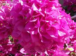 Every yard and garden has a special place for a bougainvillea. Plantfiles Pictures Bougainvillea James Walker Bougainvillea By Locakelly