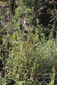 Image result for Conostomium