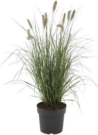 Lampenputzergras passt perfekt zum new german style, braucht kaum pflege, verträgt hitze & trockenheit und ist für pflanzkübel geeignet. Bcm Graser Lampenputzergras Alopecuroides Hameln Spar Set Lieferhohe Ca 40 Cm 3 Pflanzen Online Kaufen Otto
