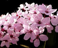 Pink or white flowers that grow on trees in spring. Fanatical Botanical Early Spring Flowering Trees Archive Roanoke Com